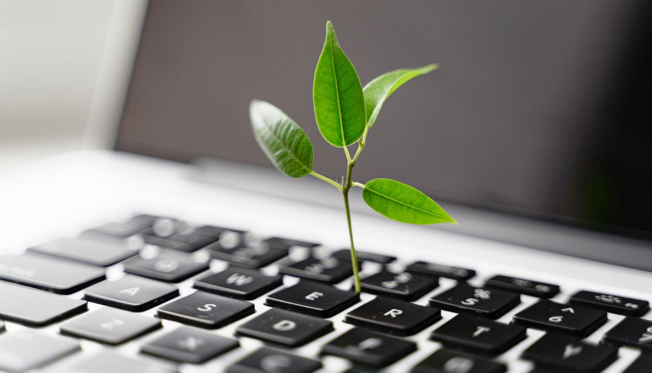 Plant on laptop
