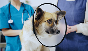 What Does Pet Insurance Cover?