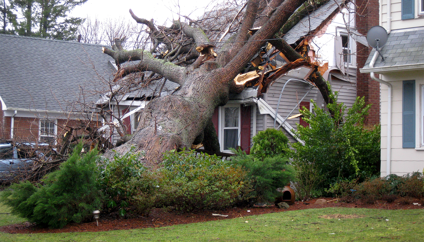 Out on a Limb: Tree Care and Insurance