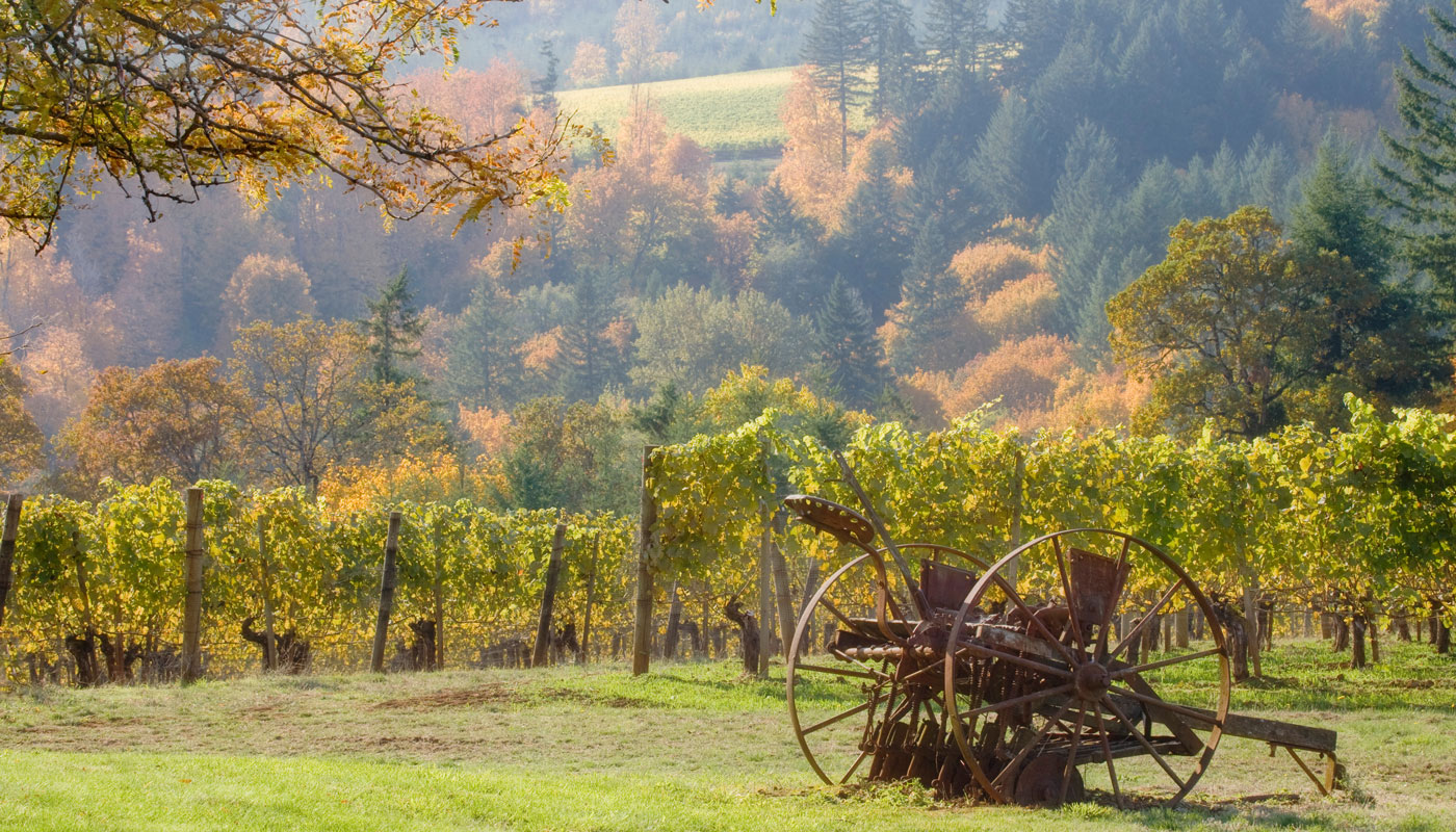 Sustainable Journeys: Experience How Oregon’s Willamette Valley is Shaping the Future of Meaningful Travel