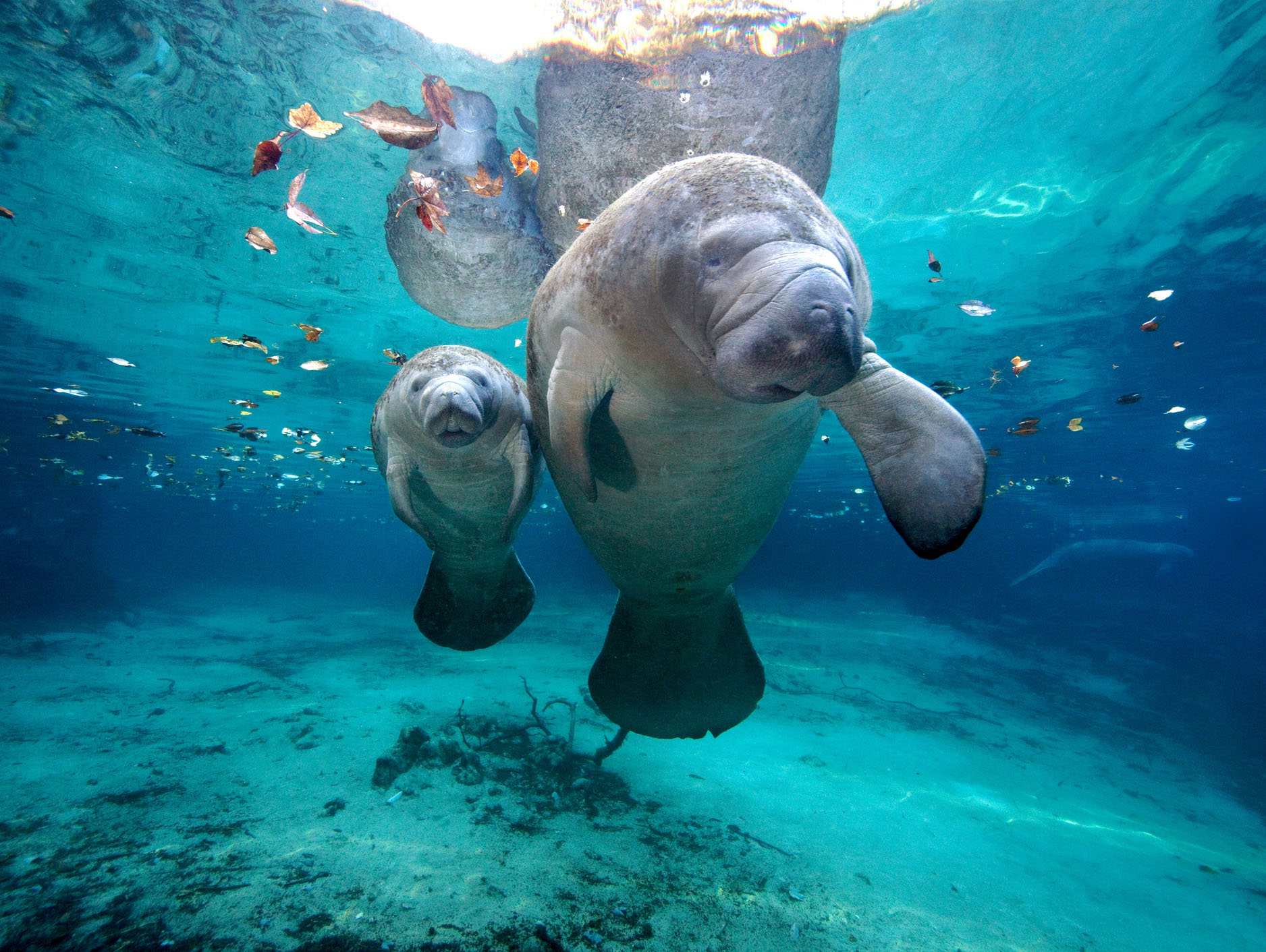 Florida Manatee Festival -- Crystal River