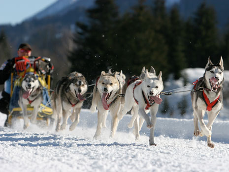 John Beargrease Sled Dog Marathon -- Duluth