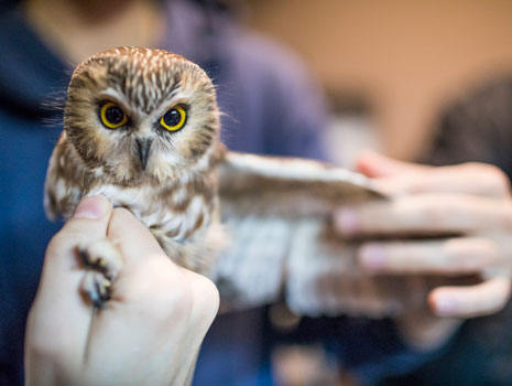 Wilderness Wildlife Week -- Pigeon Forge